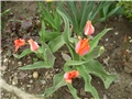 tulipani